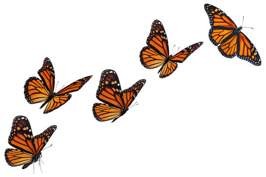 Fototapeta set of monarch butterflies isolated