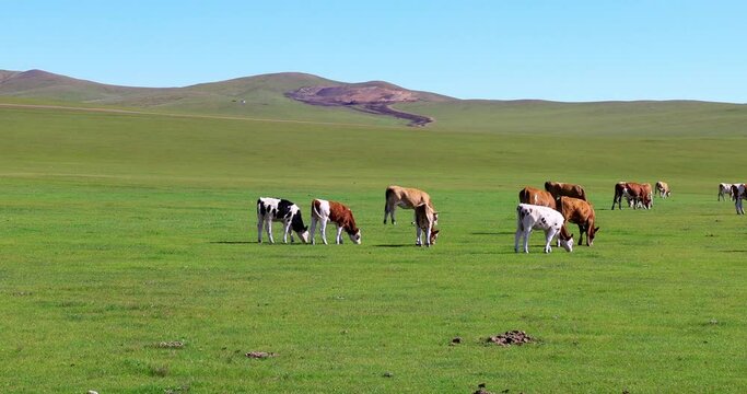 Hulunbuir Grassland, is a world famous natural pasture, is one of the world's four grasslands, known as the world's best grassland.