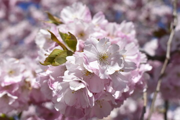 cherry blossom