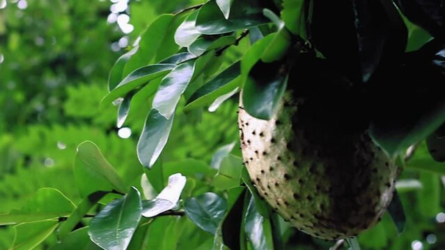 soursop hanging from a tree stock video, closeup, slidershot