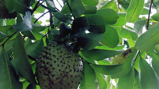 two soursop fruits hanging from a tree stock video, closeup, slider shot
