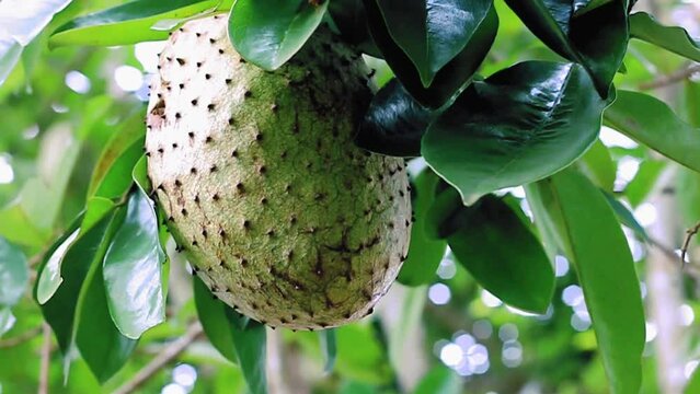 soursop fruit still hanging from a tree stock video