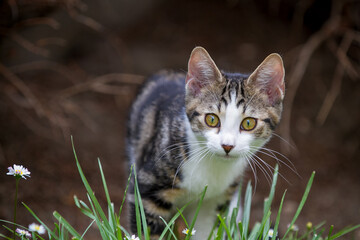 Chaton