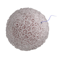 3d rendered image with a transparent background.  A sperm and a oocyte with a realistic zona pellucida. Fertilization.
