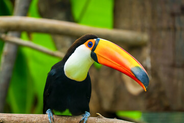Toucan 2
