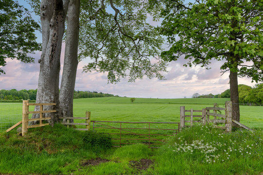 Looking over a farmers gate Ayrshires farm lands with hedges running across the image with one solitary tree in the distance and a brooding sky