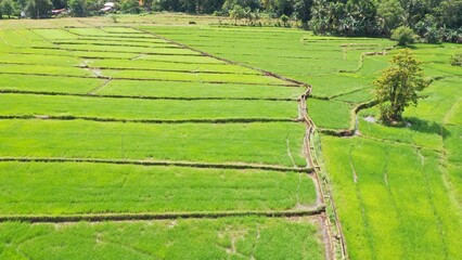 aerial shot rice field in iloilo