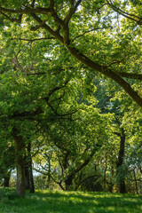 green trees in the forest with branches and trunks crossing the frame