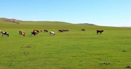 Hulunbuir Grassland, is a world famous natural pasture, is one of the world's four grasslands, known as the world's best grassland.
