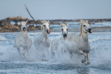 Chevaux de Camargue au galop sur la plage