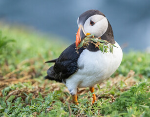 Atlantic puffin