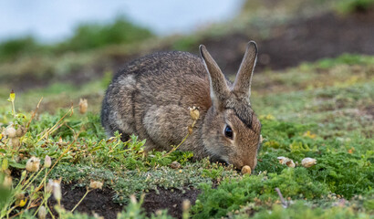 Rabbit
