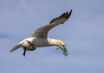 Northern Gannet
