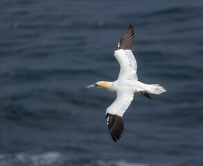 Northern Gannet