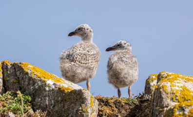 Herring gull chicks