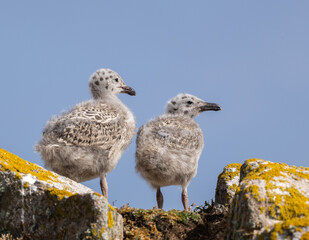 Herring gull chicks
