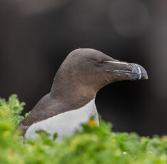 Razorbill