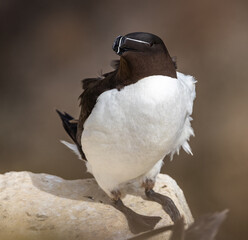 Razorbill