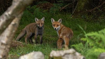 Naklejka na ściany i meble Red fox vixen with her cub