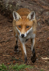 Naklejka na ściany i meble Red fox, vixen