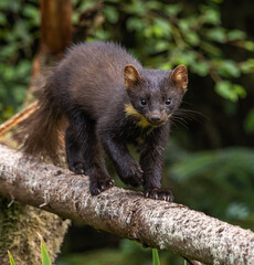 Pine marten