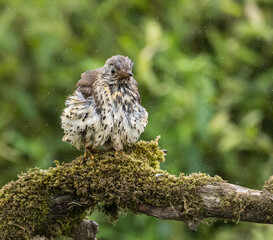Mistle thrush after bathing