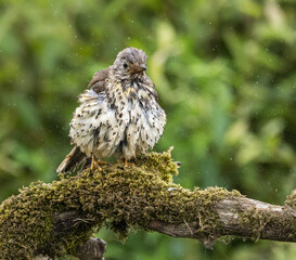 Mistle thrush after bathing