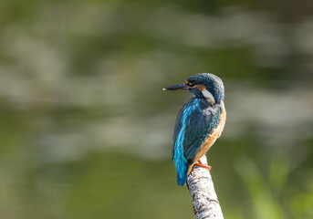 Kingfisher