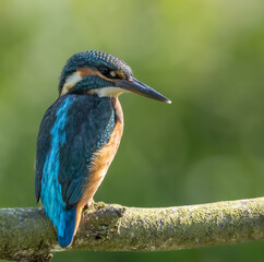 Kingfisher