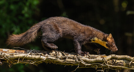 Pine marten