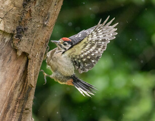 Great spotted woodpecker - juvenile