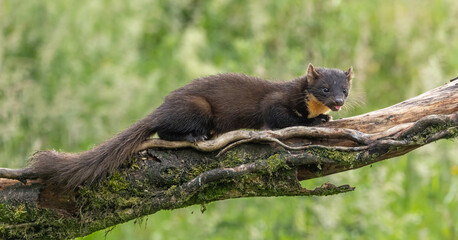 Pine marten