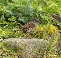 Dunnock