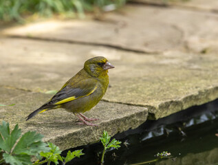 Greenfinch - adult