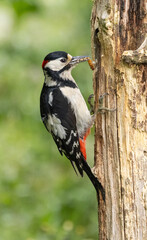 Great spotted woodpecker (male)