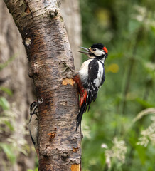 Great spotted woodpecker (male)