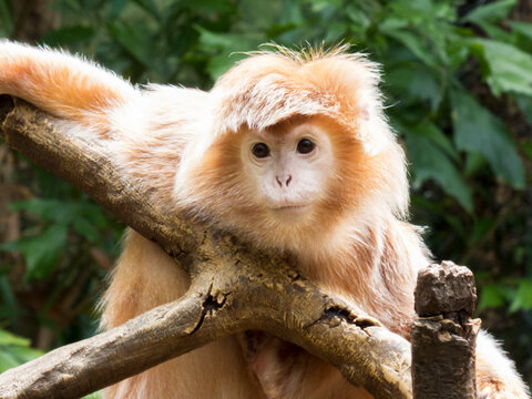 Zoo East Javan langur monkey closeup portrait