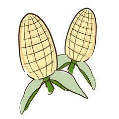 Corn