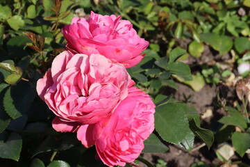 Beautiful, natural, pink roses on a green bush in the garden in summer on a clear day