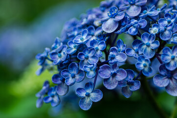 濃い青の紫陽花