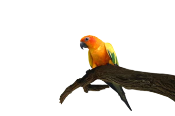 Foto op Plexiglas Close-up isolated image of a sunconure parrot perched on a branch on a png file at transparent background. © Warawut