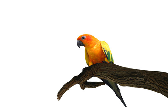 Close-up isolated image of a sunconure parrot perched on a branch on a png file at transparent background.