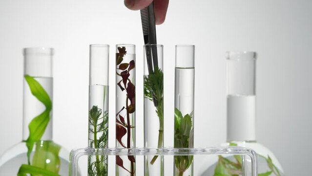 A hand model is putting a green sprout of medicinal herbs into a transparent test tube on the rack. Seaweed is packed with vitamins K, B, A, and E