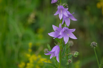 Wild flowers in the field. Beautiful flowers in the forest