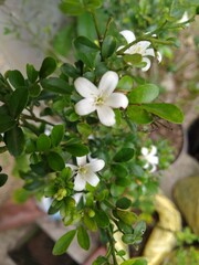Obraz premium flowers
