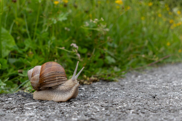 Weinbergschnecke am Wegrand.