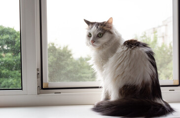 White with gray cute cat sits on the windowsill in the kitchen, cozy home environment