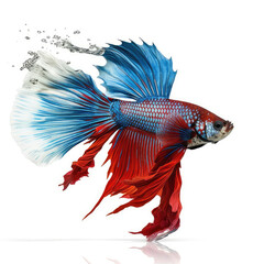 A Siamese Fighting Fish (Betta splendens) as a boxer, throwing a punch.