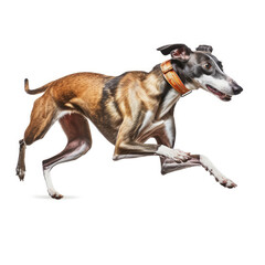 A Greyhound (Canis lupus familiaris) as a sprinter, crossing a tiny finish line.