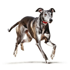 A Greyhound (Canis lupus familiaris) as a sprinter, crossing a tiny finish line.